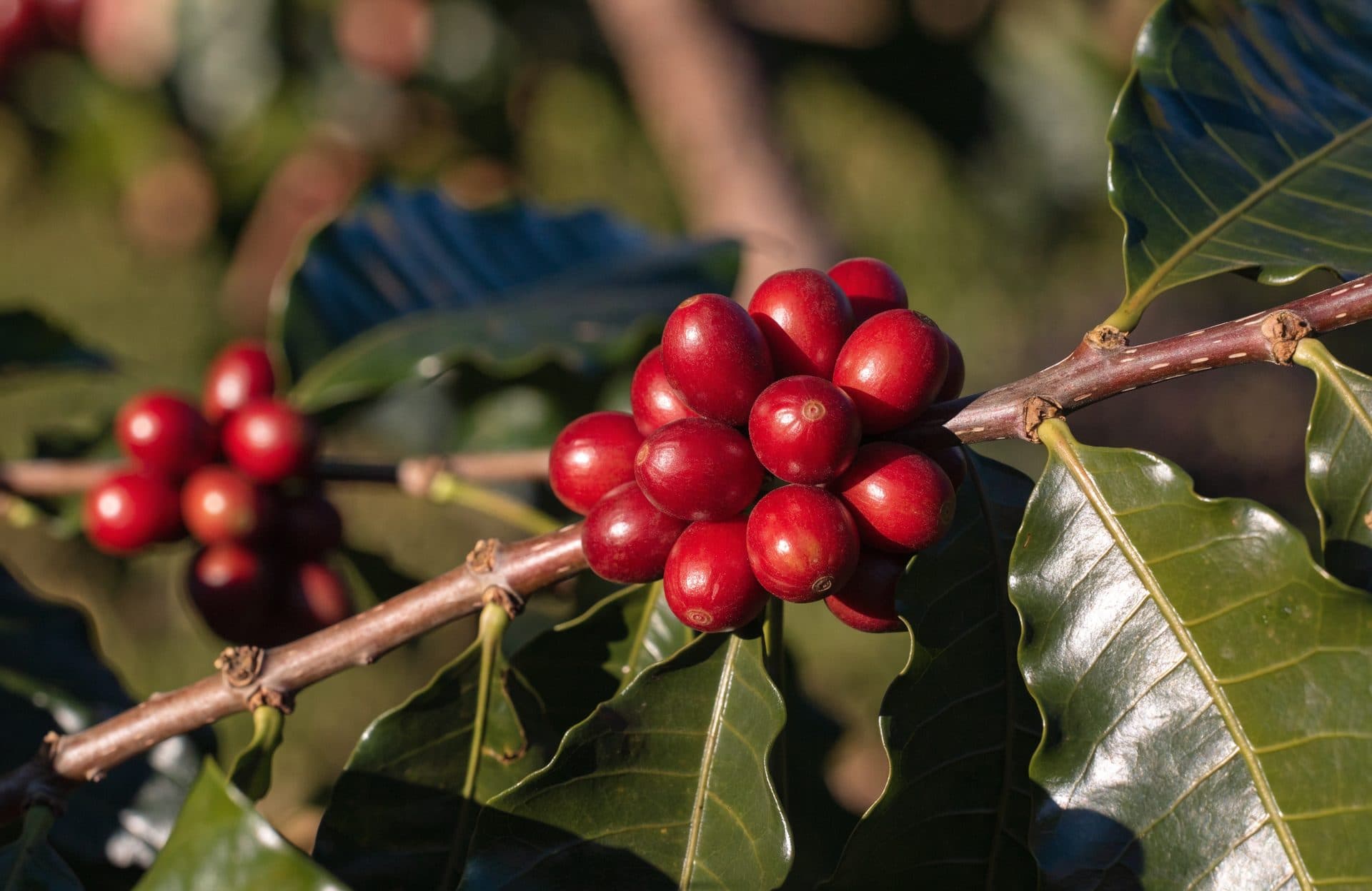 Ripe coffee cherries on a branch, illustration — not a named farm.