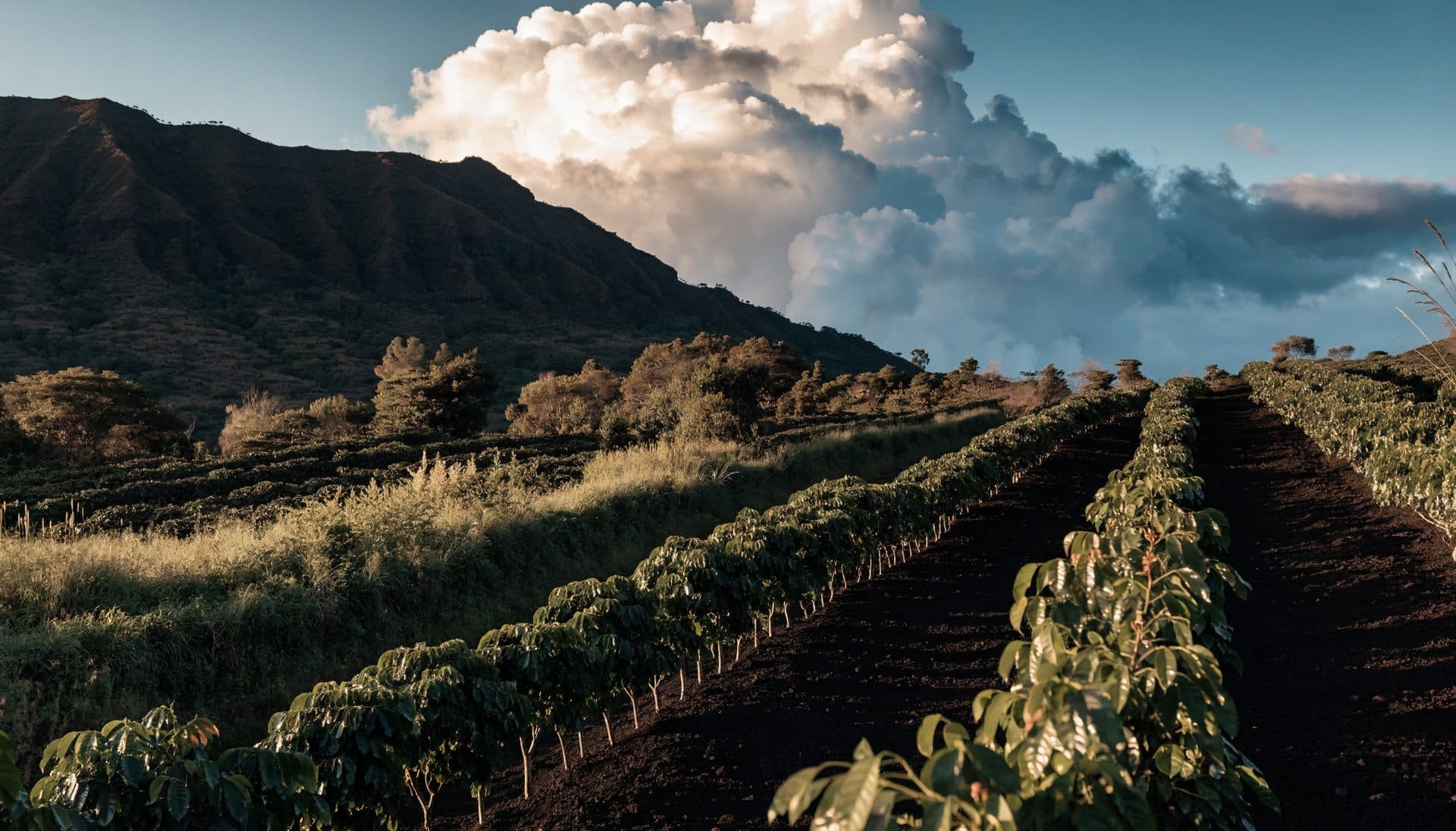 West-side coffee slope illustration — not a named farm.